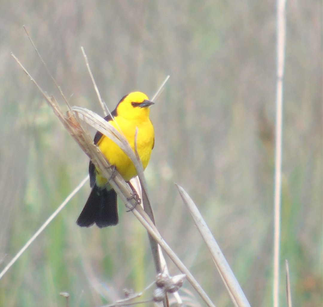 Saffron-cowled Blackbird - ML643957163