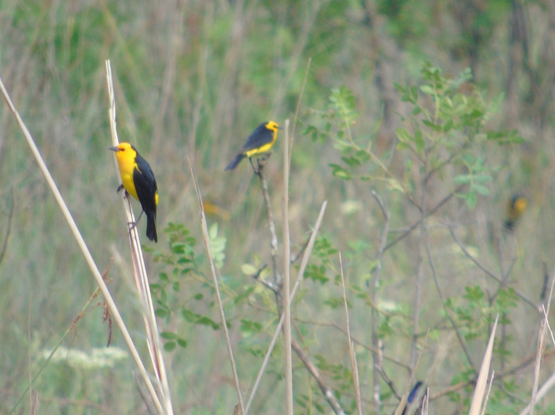 Saffron-cowled Blackbird - ML643957164