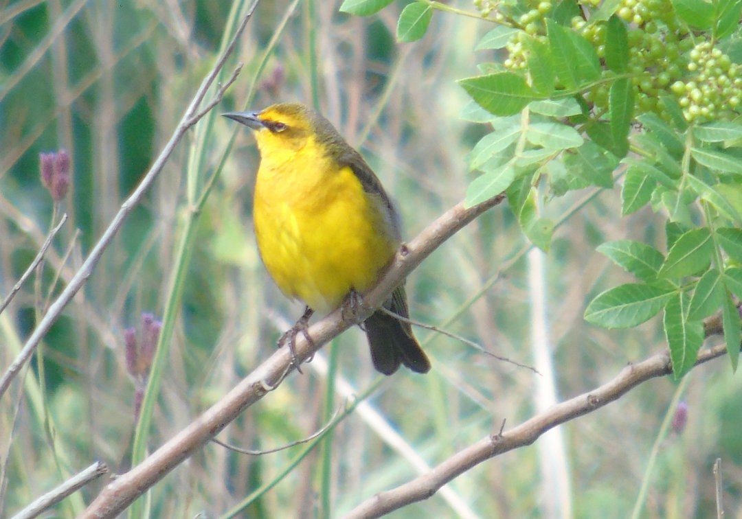 Saffron-cowled Blackbird - ML643957165