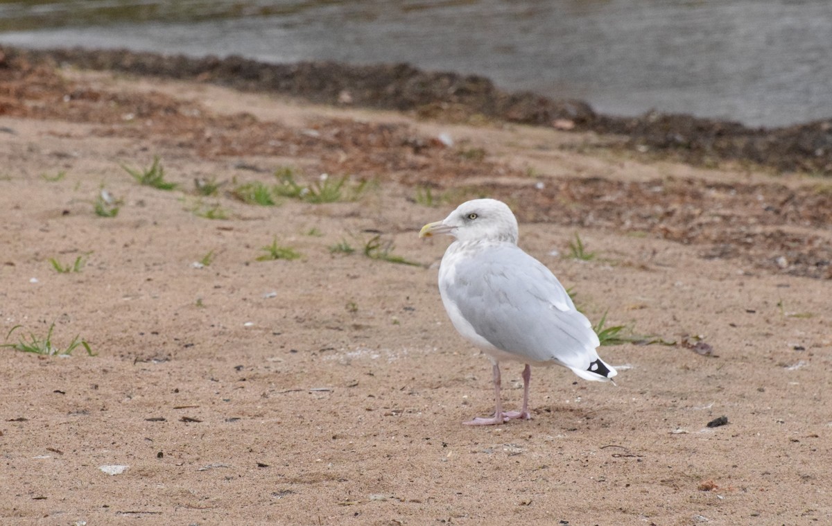 American Herring Gull - ML643957174