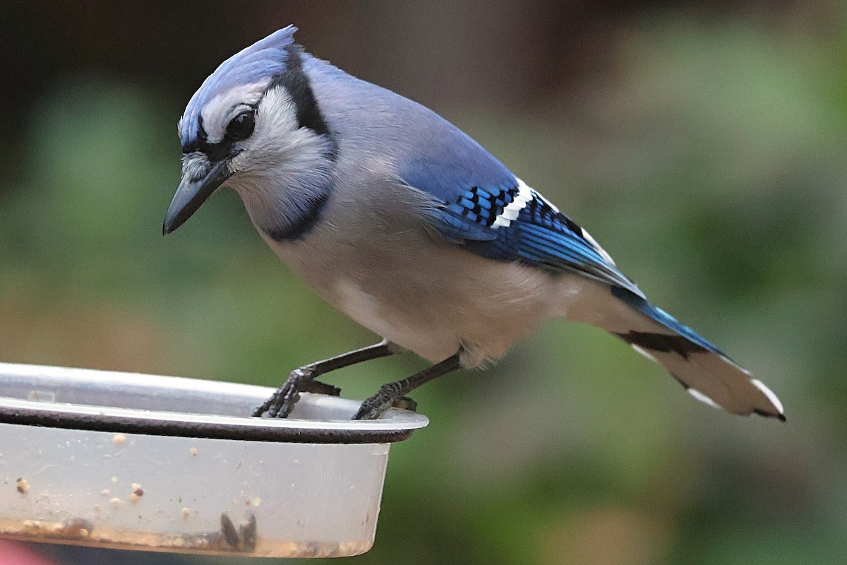 Blue Jay - ML643957177