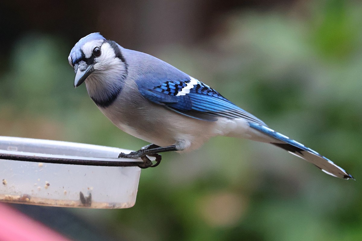 Blue Jay - ML643957179