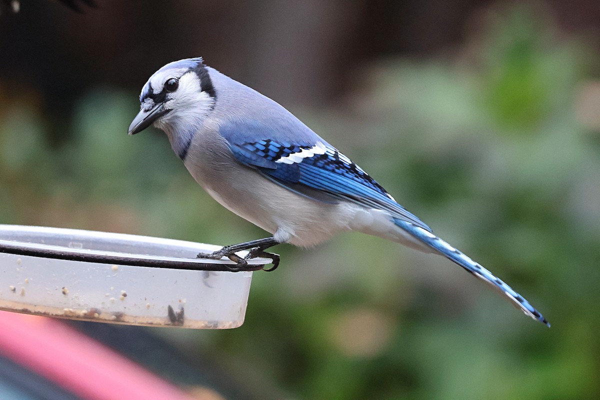 Blue Jay - ML643957180