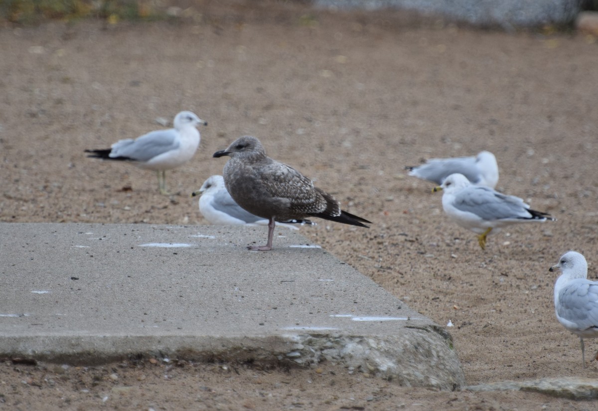 American Herring Gull - ML643957192