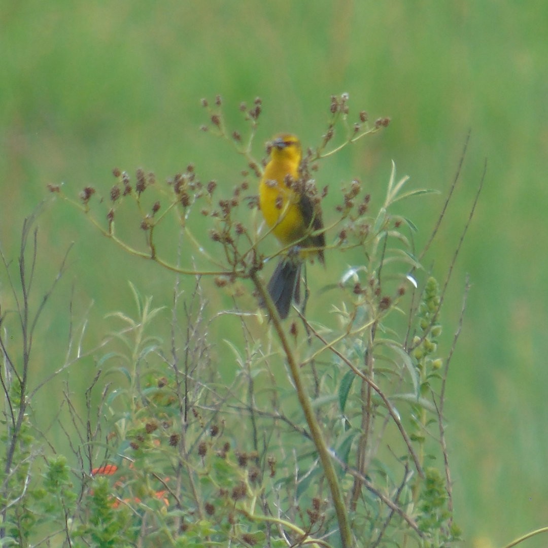Saffron-cowled Blackbird - ML643957195