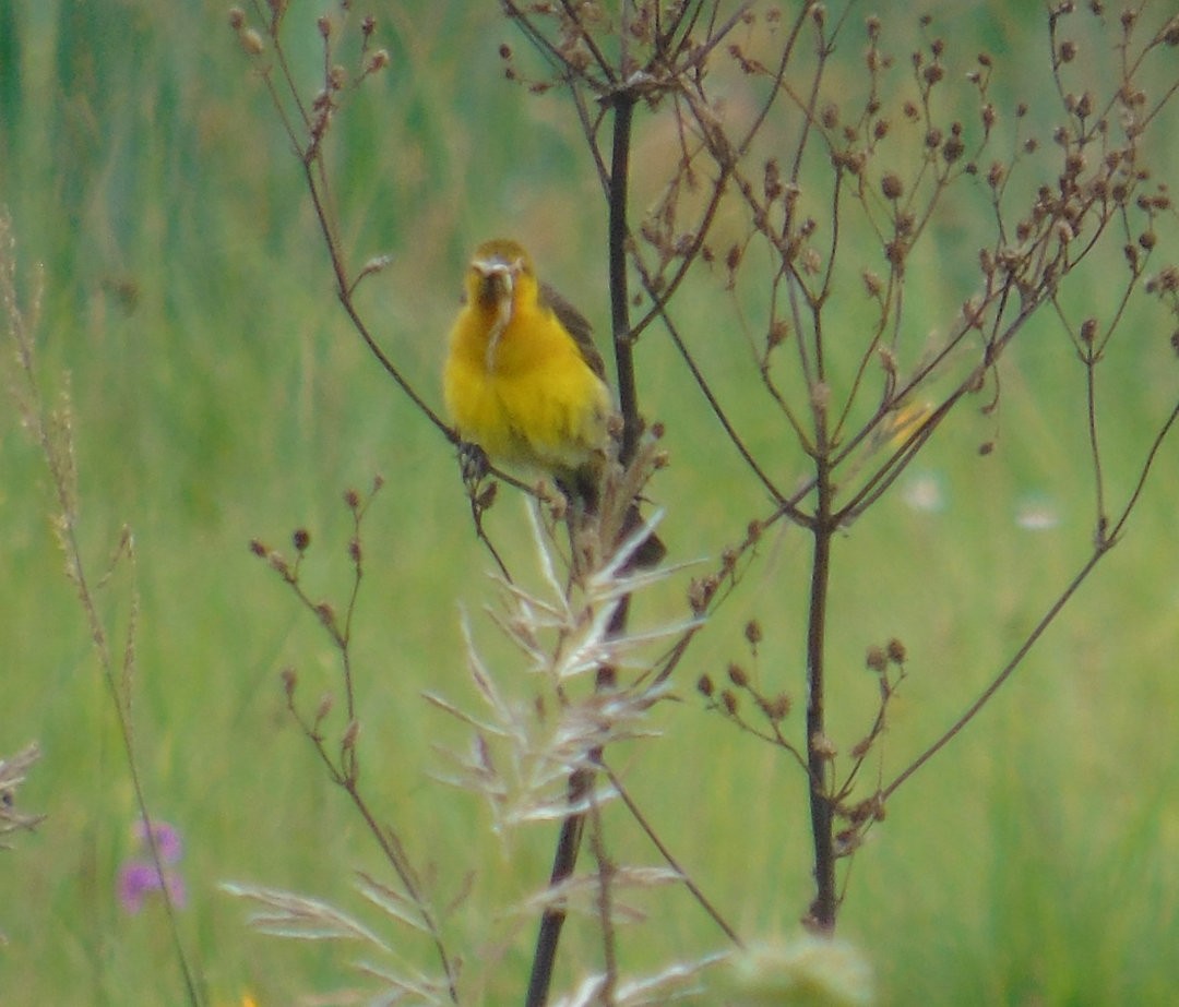 Saffron-cowled Blackbird - ML643957196
