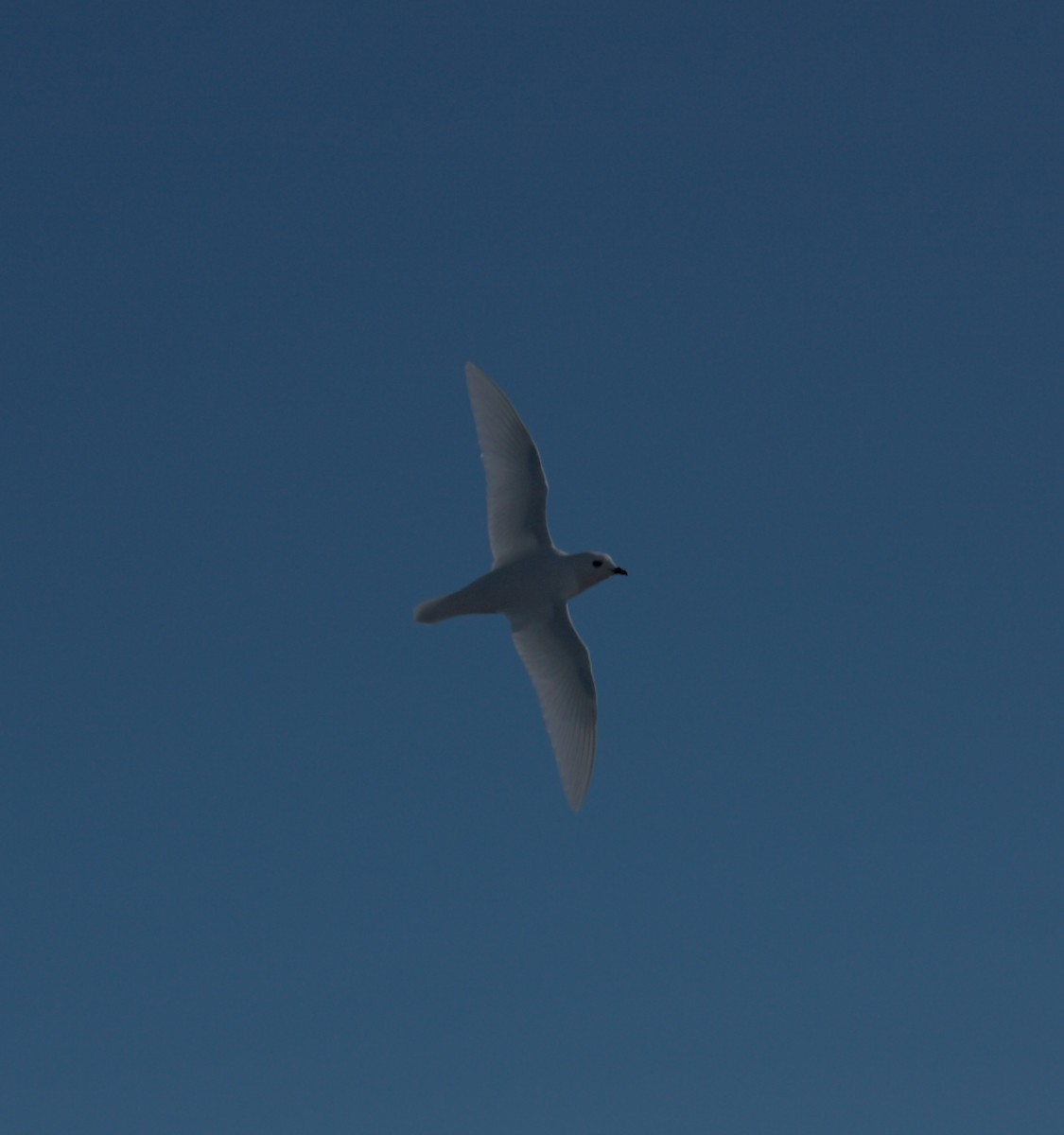 Snow Petrel - ML643957211
