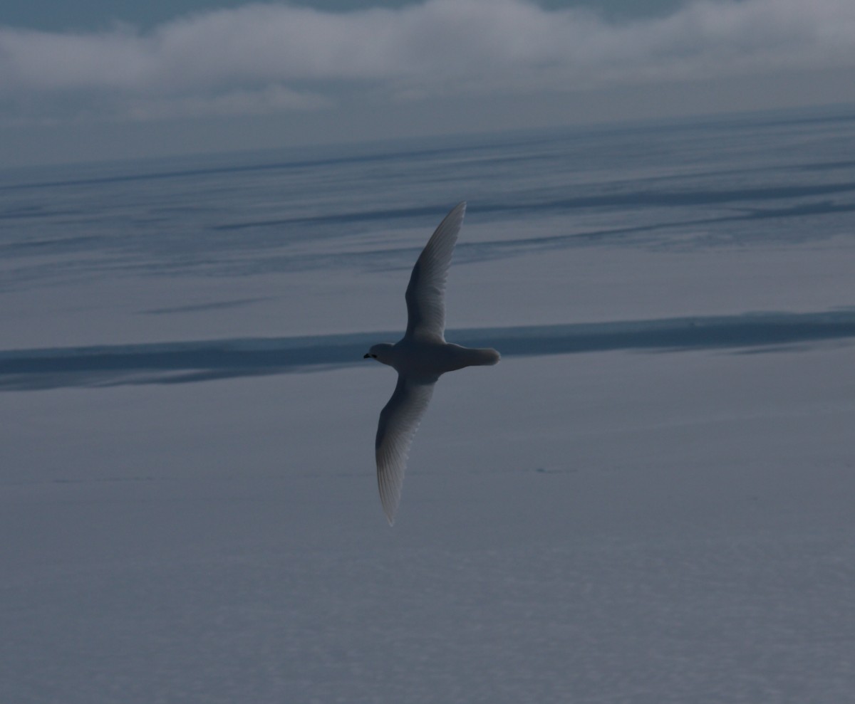 Snow Petrel - ML643957212
