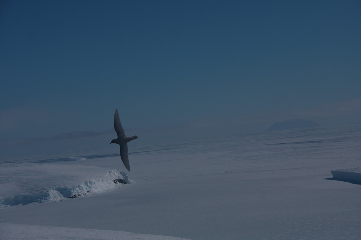 Snow Petrel - ML643957213