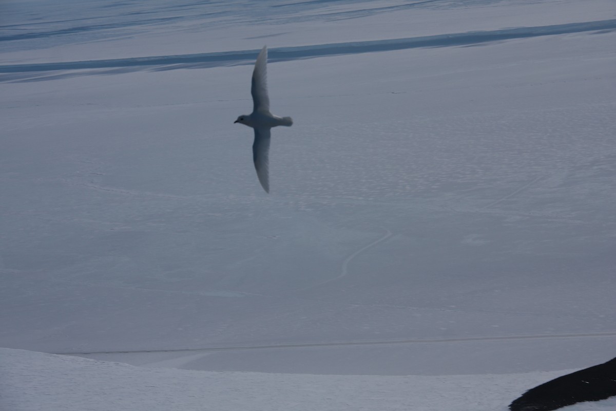 Snow Petrel - ML643957214