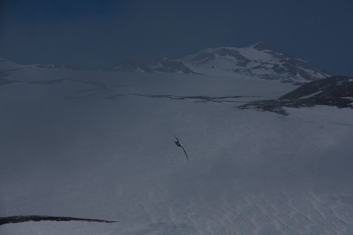 Snow Petrel - ML643957215