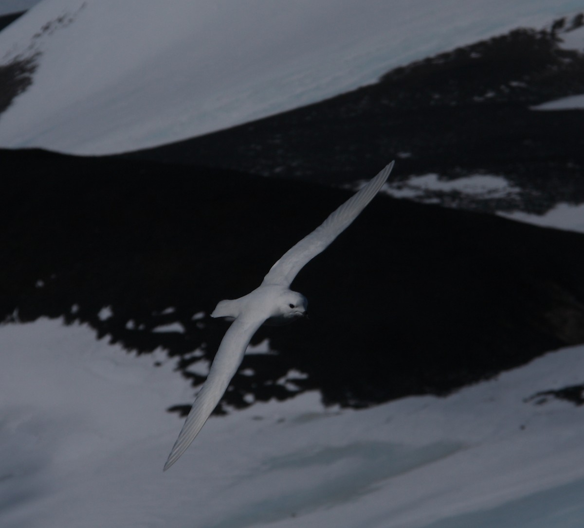 Snow Petrel - ML643957216