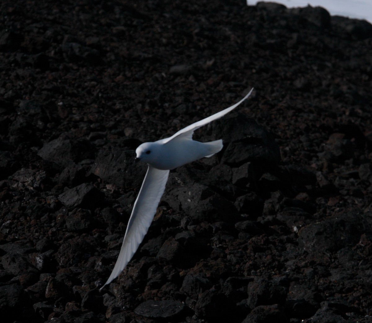 Snow Petrel - ML643957217