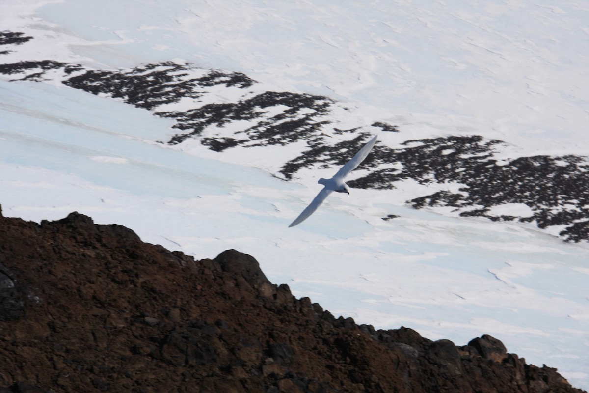 Snow Petrel - ML643957218
