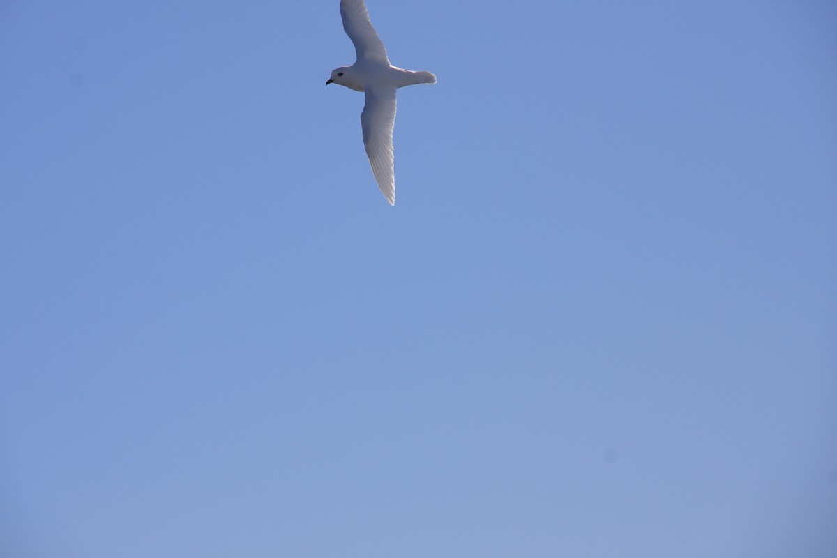 Snow Petrel - ML643957219
