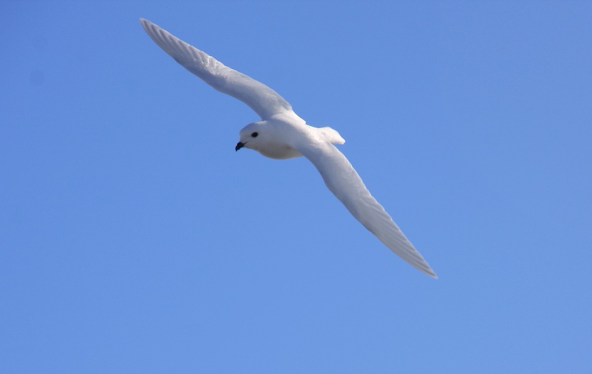 Snow Petrel - ML643957220