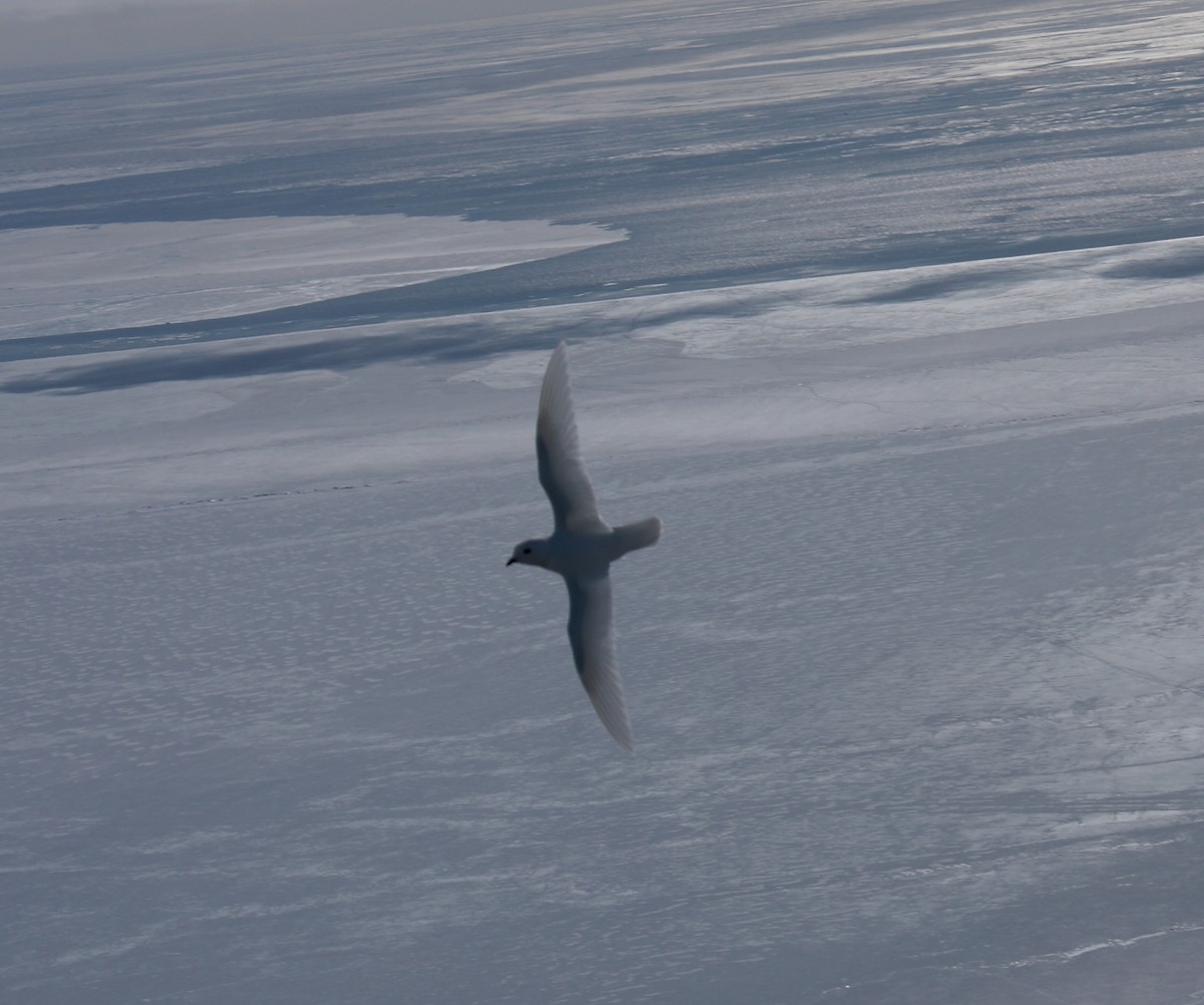 Snow Petrel - ML643957221
