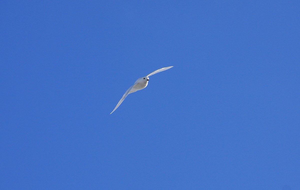Snow Petrel - ML643957222