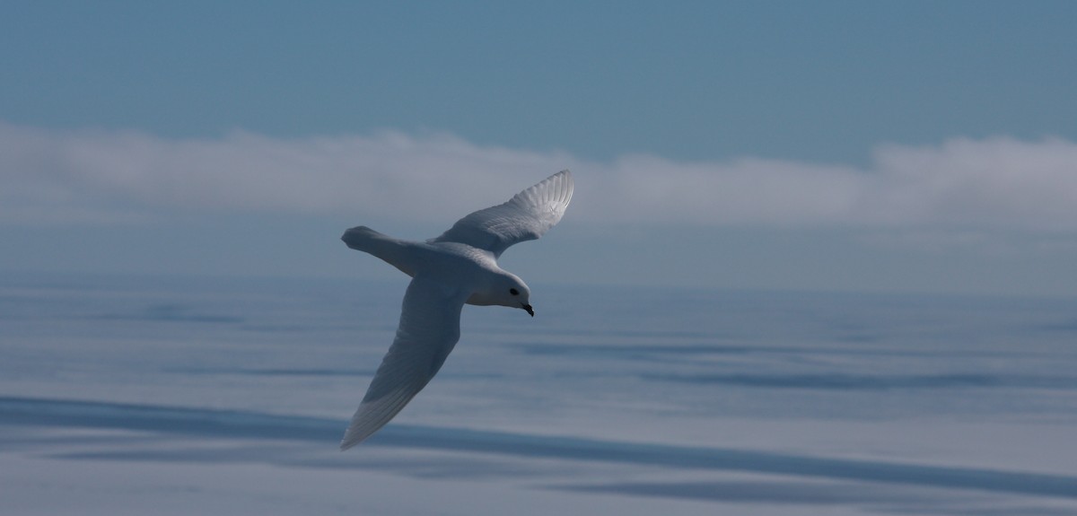 Snow Petrel - ML643957223