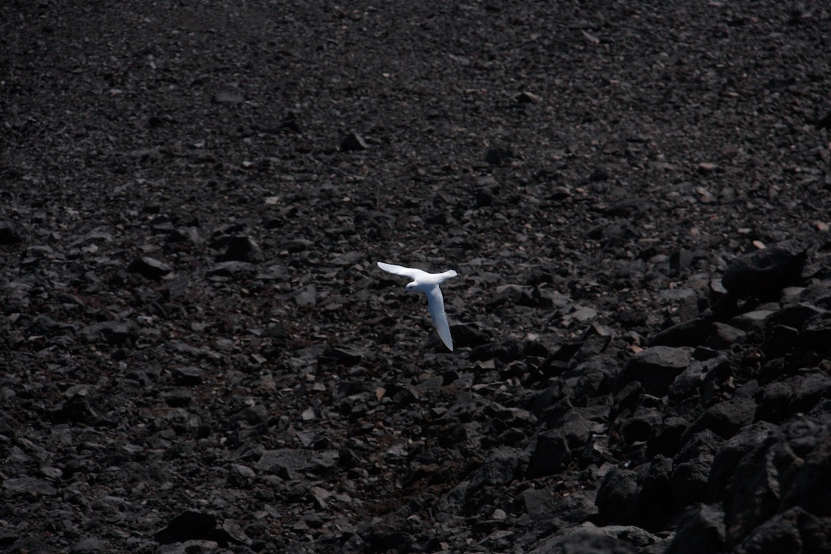 Snow Petrel - ML643957224