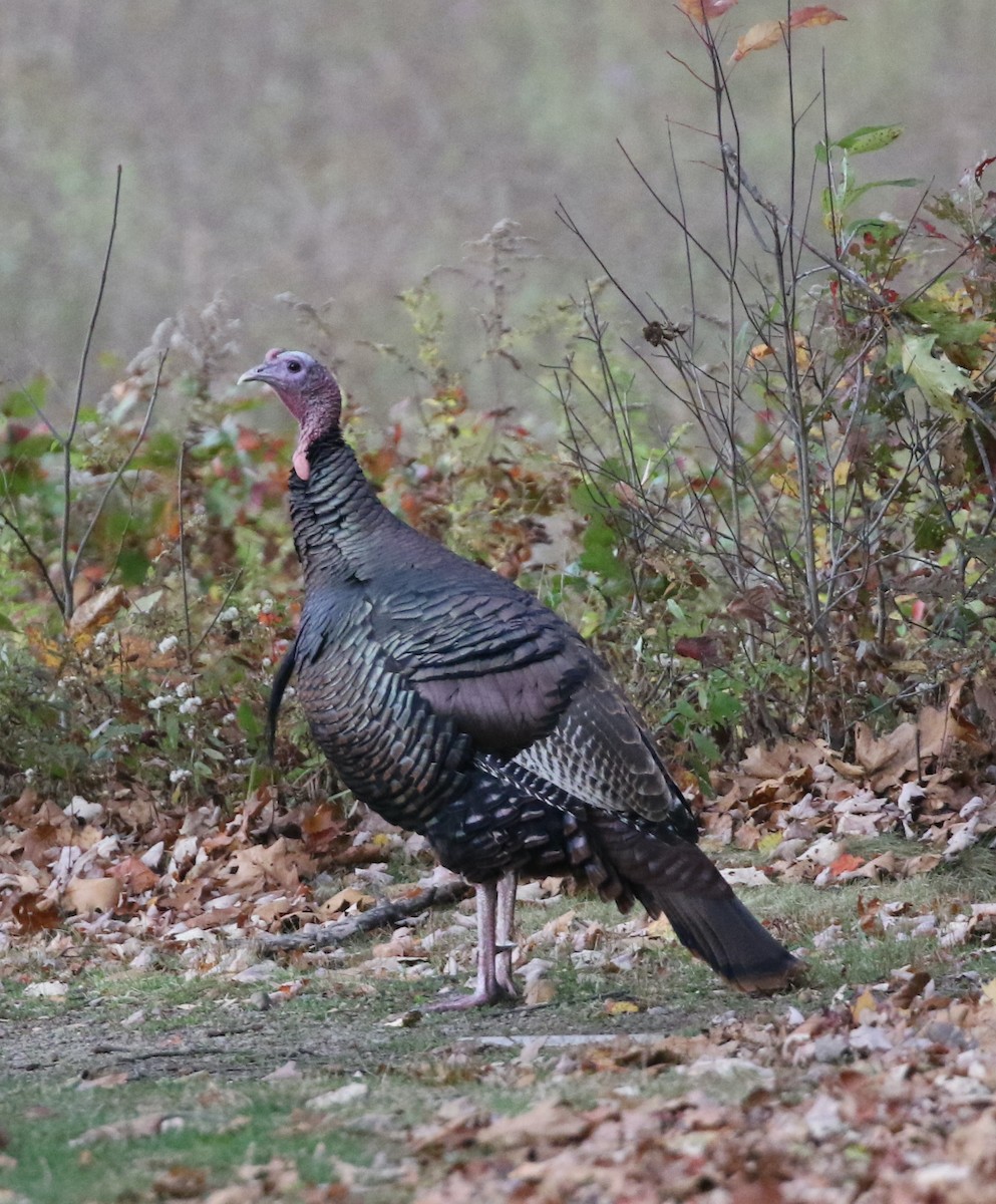 Wild Turkey - ML643957229