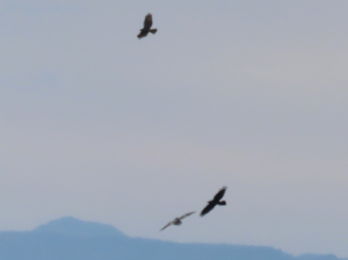 Buteo sp. - ML643957232