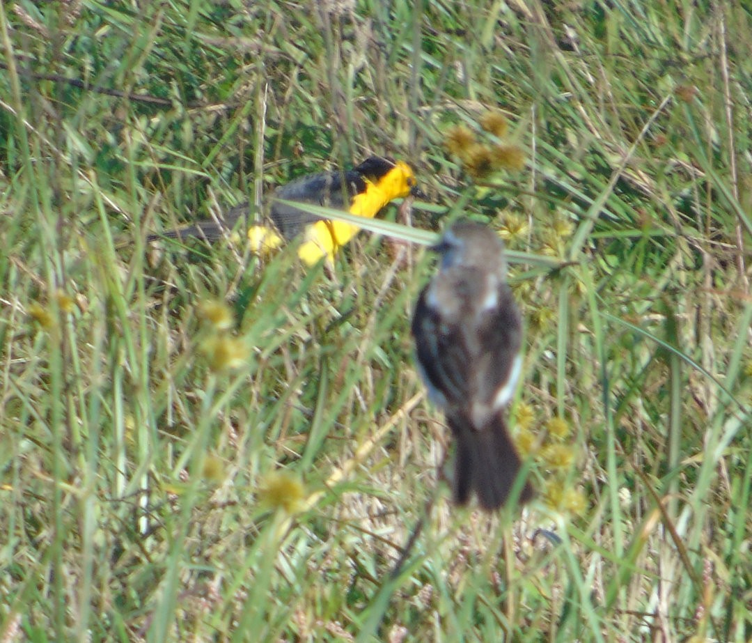Saffron-cowled Blackbird - ML643957235