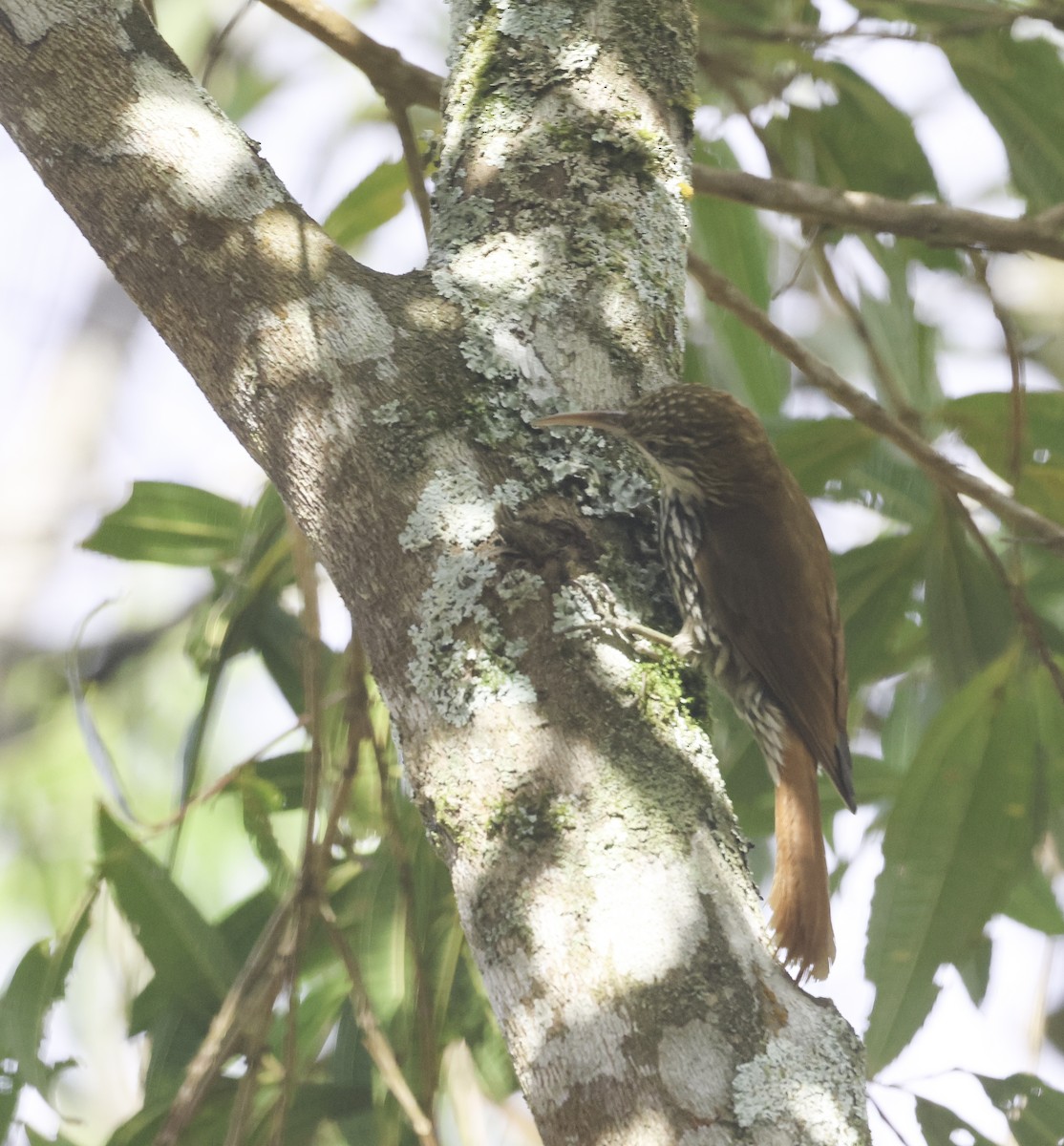 Scaled Woodcreeper (Scaled) - ML643957244