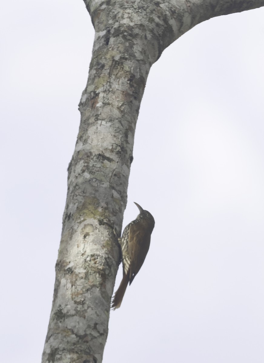 Scaled Woodcreeper (Scaled) - ML643957245