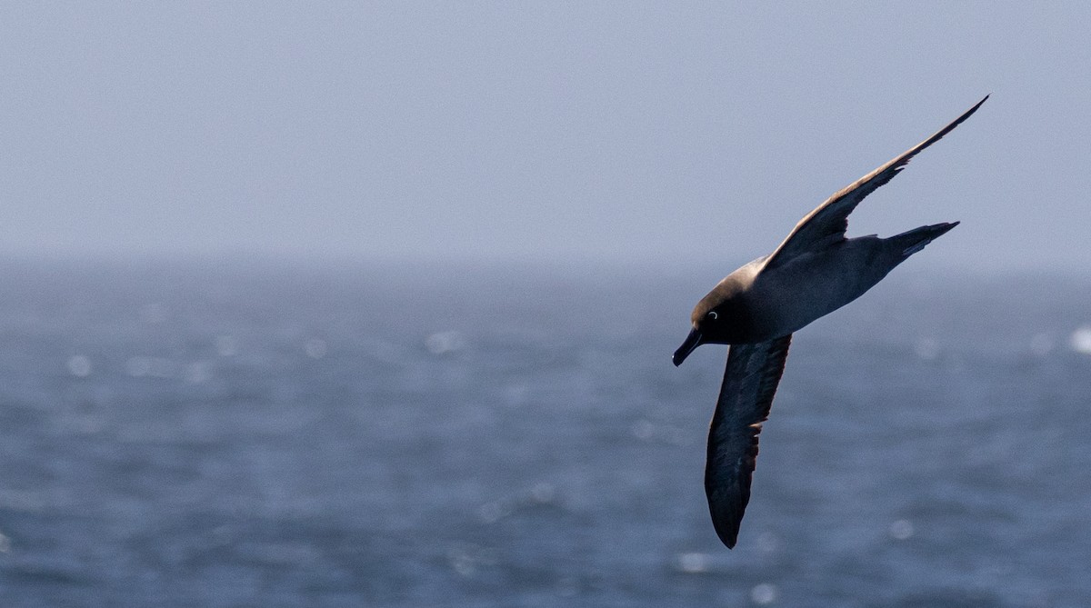 Albatros hauskara - ML643957270