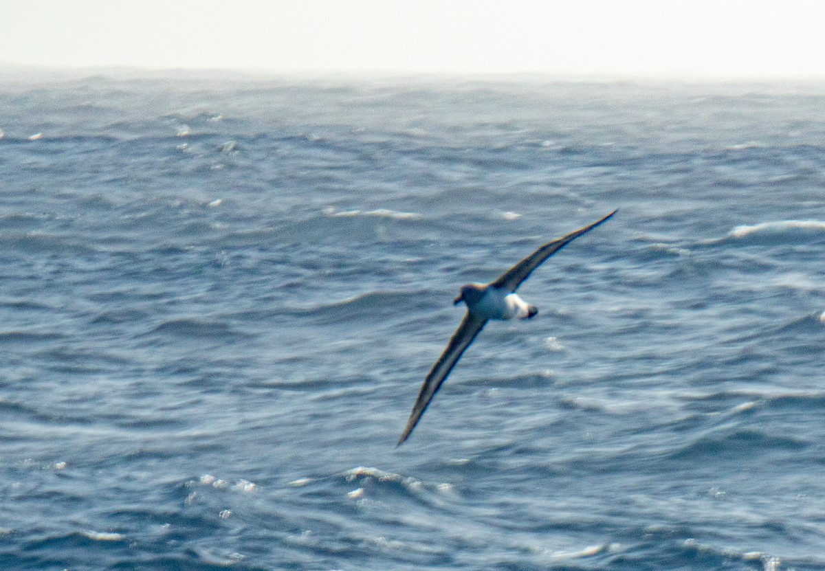 Boz Başlı Albatros - ML643957280