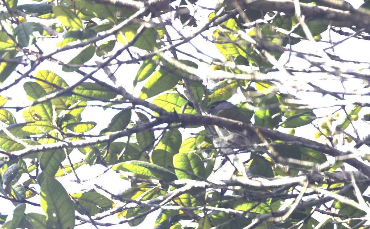 Green-backed Becard (Green-backed) - ML643957286