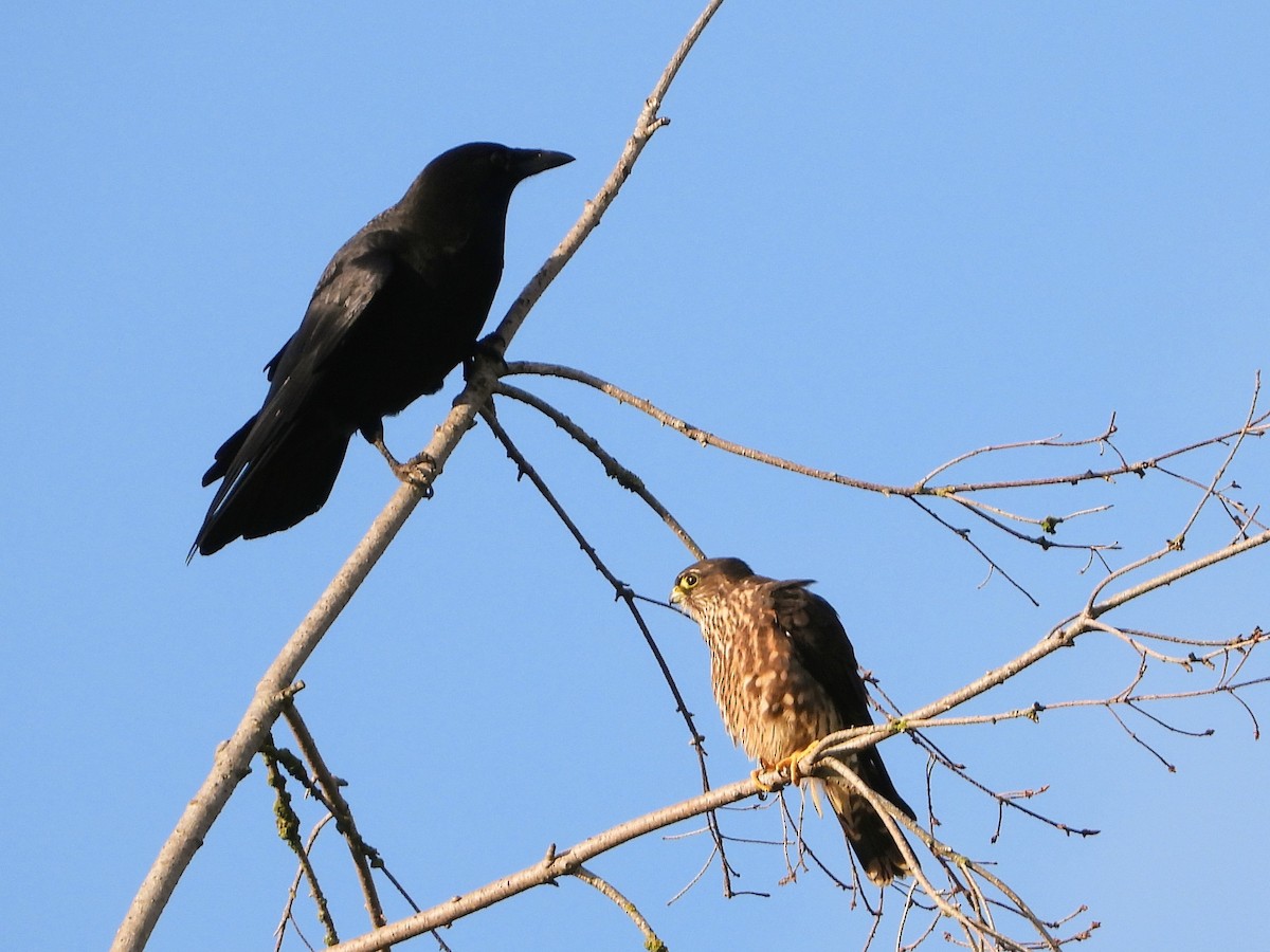 Merlin - ML643957302