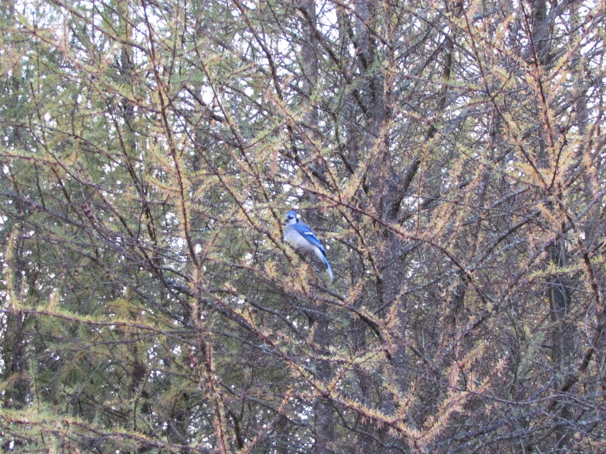 Blue Jay - ML643957306