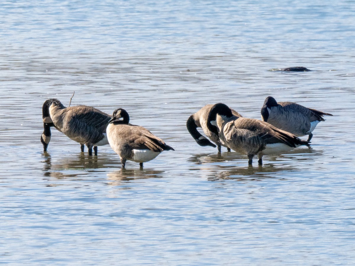 Canada Goose - ML643957307