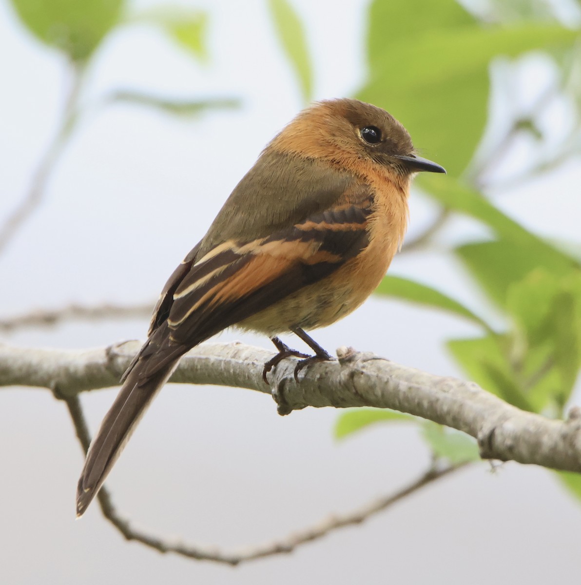 Cinnamon Flycatcher - ML643957318