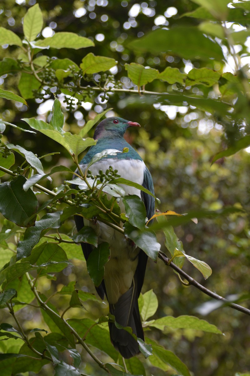New Zealand Pigeon - ML643957332