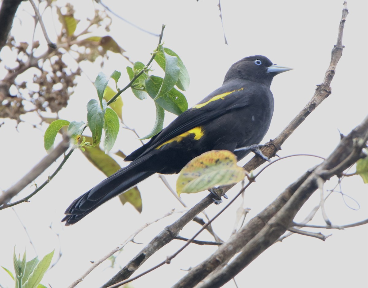 Mountain Cacique - ML643957334