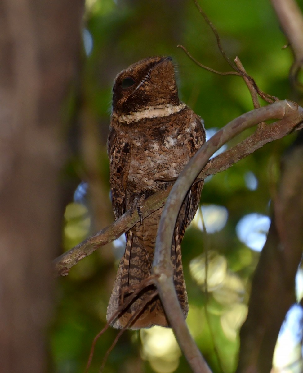 アカヨタカ - ML643957339