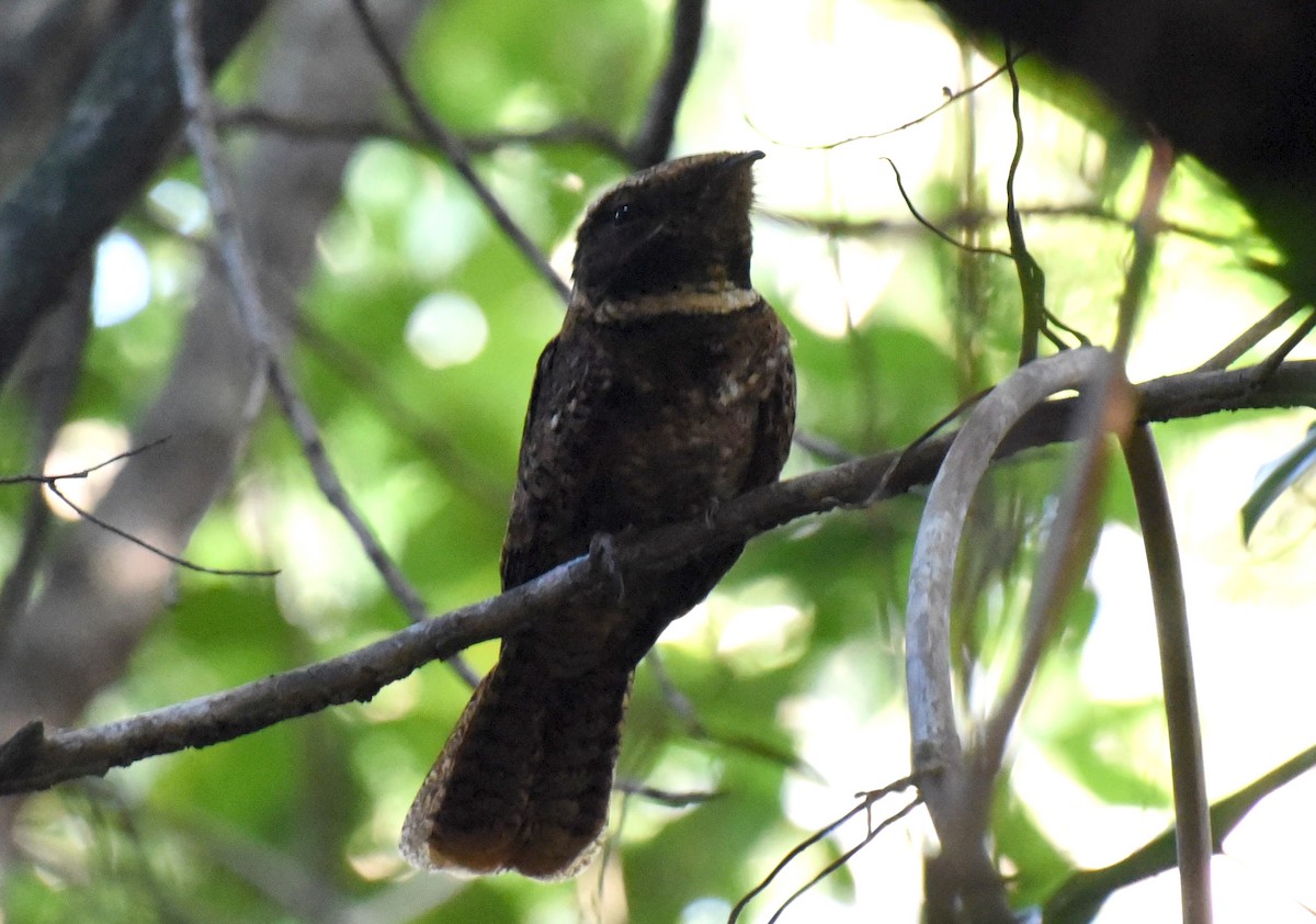 アカヨタカ - ML643957340