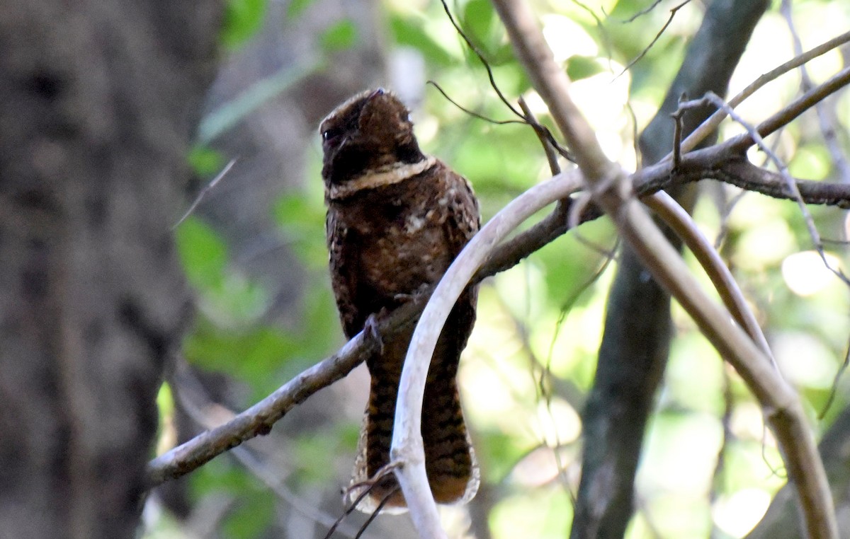 アカヨタカ - ML643957341