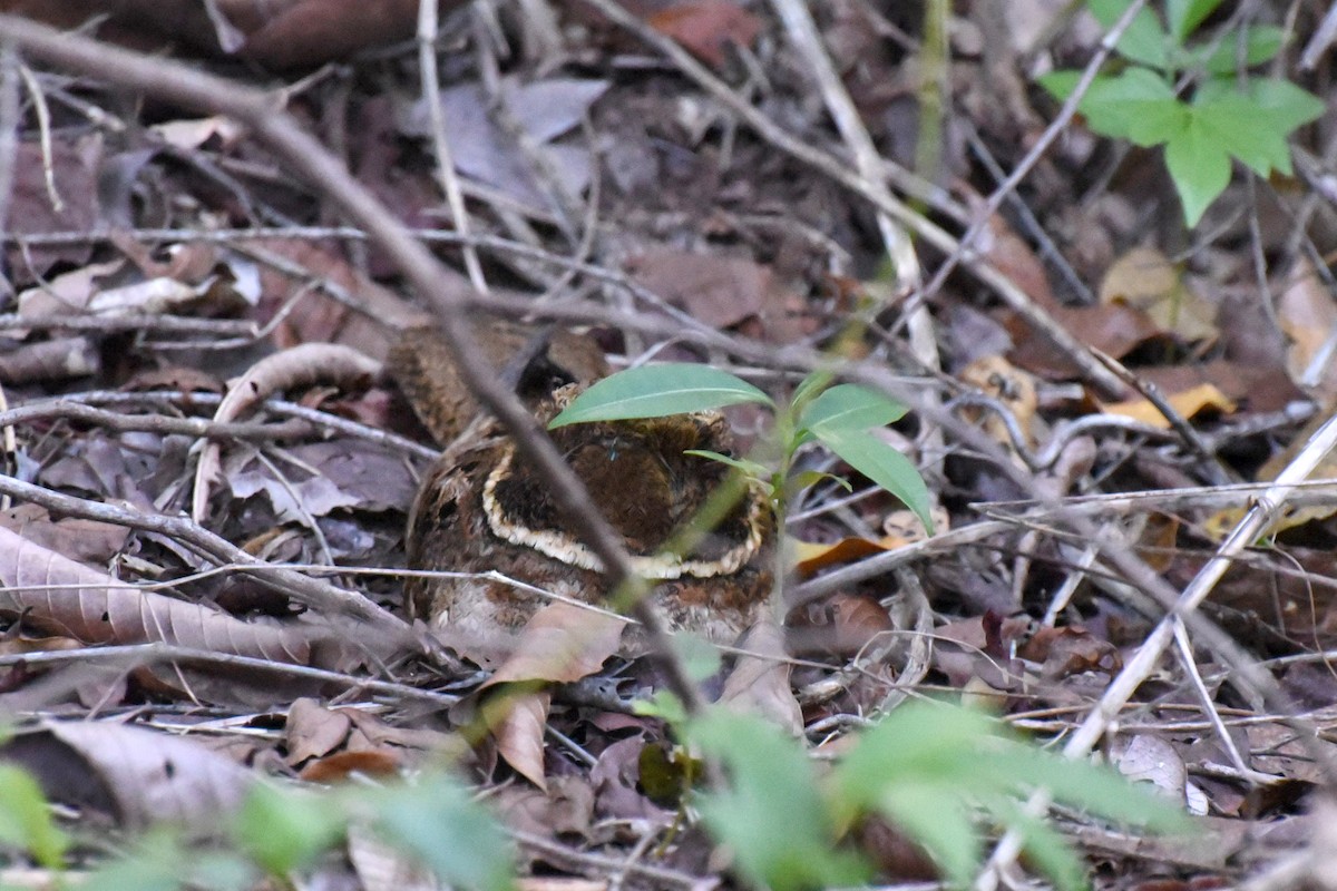 アカヨタカ - ML643957342