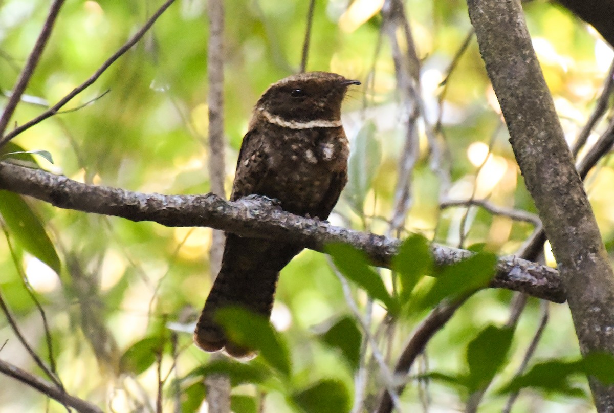 アカヨタカ - ML643957343