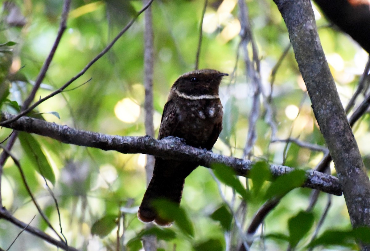 アカヨタカ - ML643957344