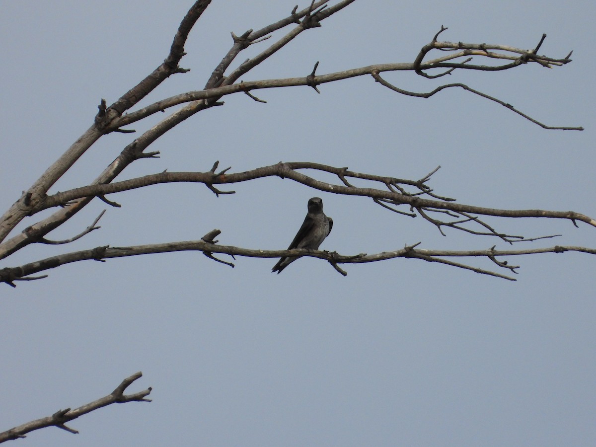 Purple Martin - ML643957352