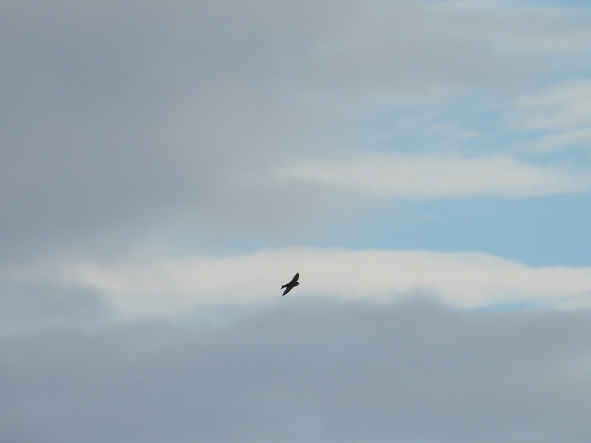 Purple Martin - ML643957353