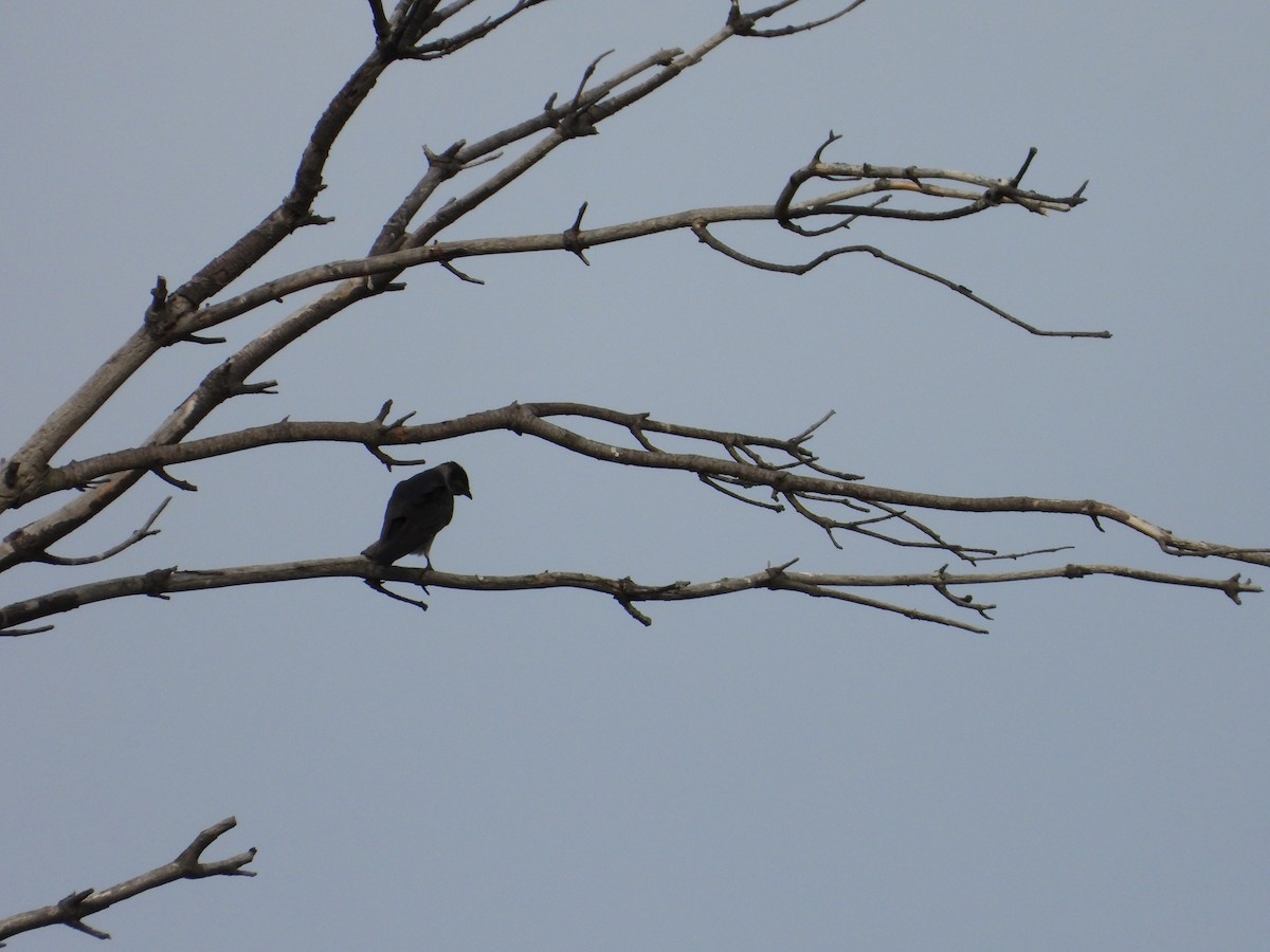 Purple Martin - ML643957354