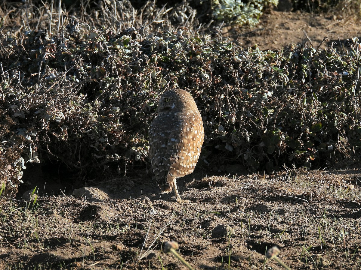 アナホリフクロウ - ML643957361