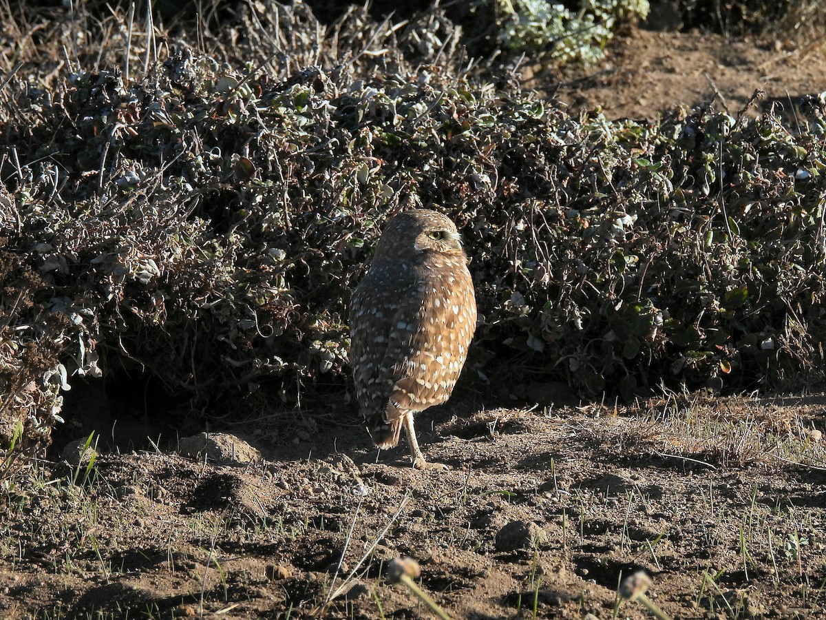 アナホリフクロウ - ML643957362