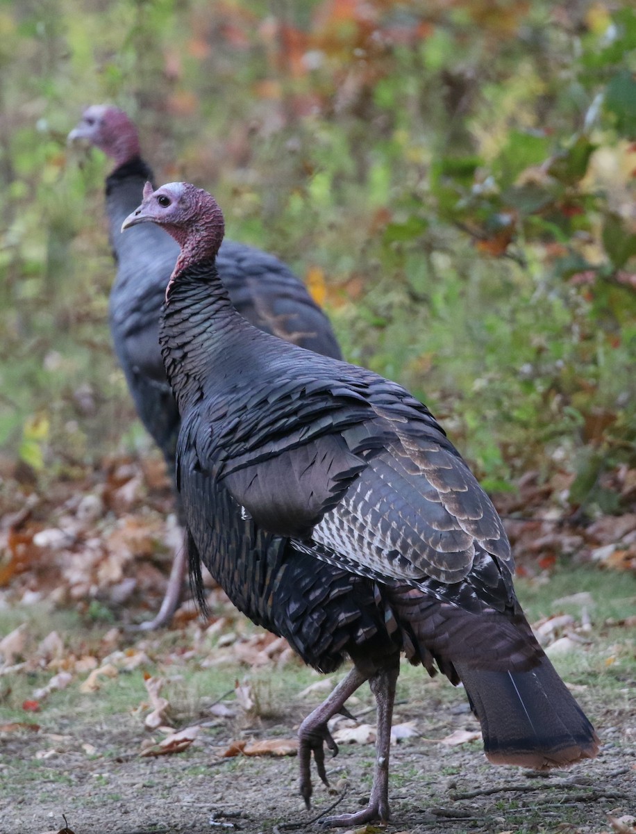 Wild Turkey - ML643957363